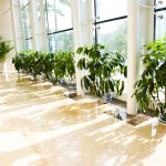 Long,Hotel,Corridor,With,Potted,Plants,And,Windows.